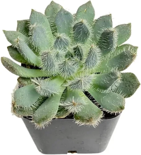 Miniatura 17 de Plantas suculentas vivas de USKC (Graptopetalum Superbum de 2 pulgadas)