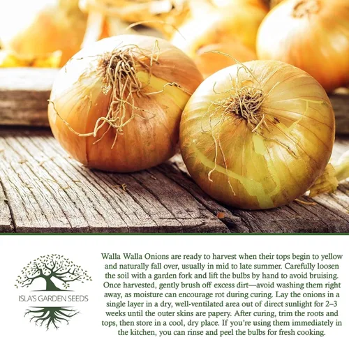 Miniatura 6 de Walla Walla - Semillas de cebolla dulce española (Allium cepa) – Más de 300 semillas de reliquia sin OMG de Isla's Garden Seeds, sabor extra dulce