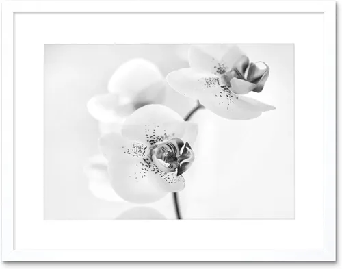 Miniatura 7 de FOTO NATURALEZA PLANTA ORQUIDEA FLOR NEGRO BLANCO MARCO IMPRESIÓN F12X4368