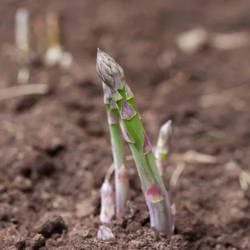 Miniatura 2 de Seed Needs Semillas de espárragos para plantar espárragos Mary Washington, semillas de vegetales perennes sin OMG y sin tratar para plantar un