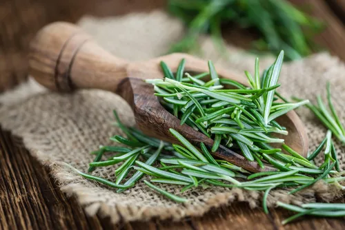 Miniatura 2 de Rosemary 50 Seeds (Rosmarinus officinalis) Heirloom - Polinizado abierto