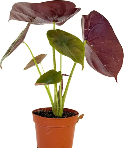Alocasia - Plantas vivas en maceta de 2 pulgadas, seguro para mascotas, fácil de cultivar, purificadoras de aire, plantas de interior, flores para