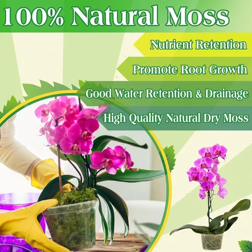 Miniatura 5 de Halatool 6OZ de musgo verde para plantas de interior, 8QT de musgo de orquídea para replantar, musgo de bosque para plantas en maceta, musgo real
