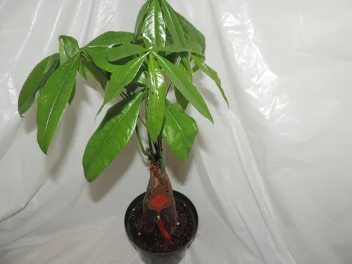 Miniatura 2 de Árbol del dinero Bonsai 5 trenzado de 20 pulgadas de alto