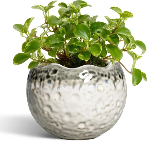 Miniatura 10 de Macetas de cerámica de 4 pulgadas para plantas con orificio de drenaje y tapón, macetas redondas para plantas de interior y exterior, macetas