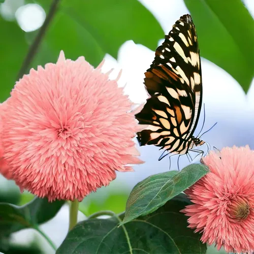 50 semillas de girasol Pink Pooh, flores rosas únicas, sin OMG, reliquia, orgánicas, ideales para zonas 5-10