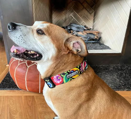 Miniatura 2 de Lucky Love Dog Collar Ancho para Perros - Collar Ajustable, Duradero, Tejido Suave y Cómodo de 1.5 Pulgadas de Ancho para Perros Machos y Hembras