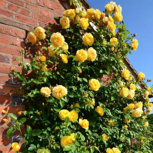 Miniatura 2 de 260 semillas de rosas trepadoras para plantar, ideales para jardineros de bricolaje, plantación de balcón y embellecimiento del hogar, flores