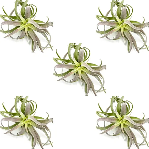 Miniatura 65 de ragnaroc Planta de Aire Viva – Tillandsia Capiput, Jumbo 6-9” - 2 unidades - Llegada Viva Garantizada - Plantas de Casa para Decoración del Hogar