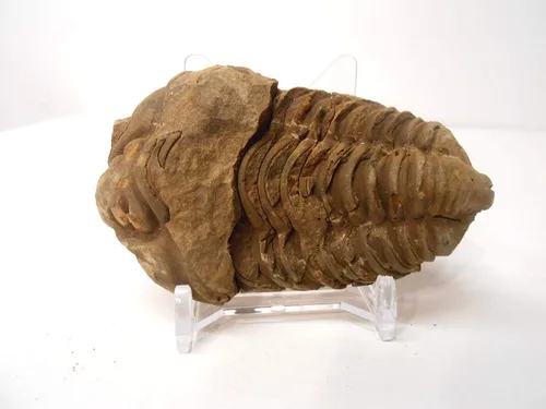 Miniatura 3 de Fósil trilobite de calimeno muy grande genuino de la región anti-Atlas de Marruecos, N.Africa con soporte de exhibición acrílico gratuito, hoja
