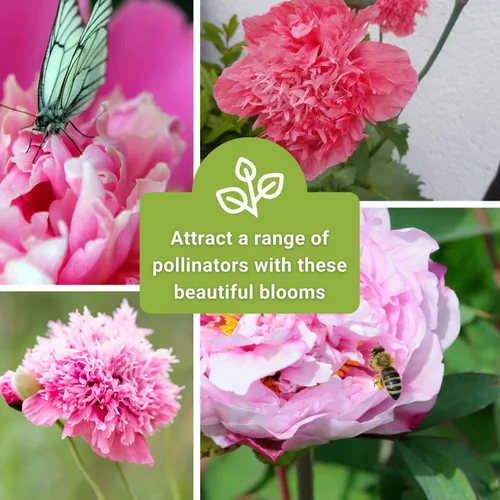 Miniatura 6 de Sow Right Seeds - Semillas de amapola de peonía de rosa pálida para plantar - Variedad anual de reliquia sin OMG - Hermosas flores de amapola
