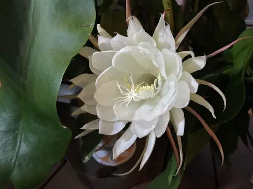 Miniatura 2 de Dos esquejes de cactus orquídea reina de la noche Epiphyllum Oxypetalum (blanco) esquejes+regalo Pequeño Rosy Swirl Corte
