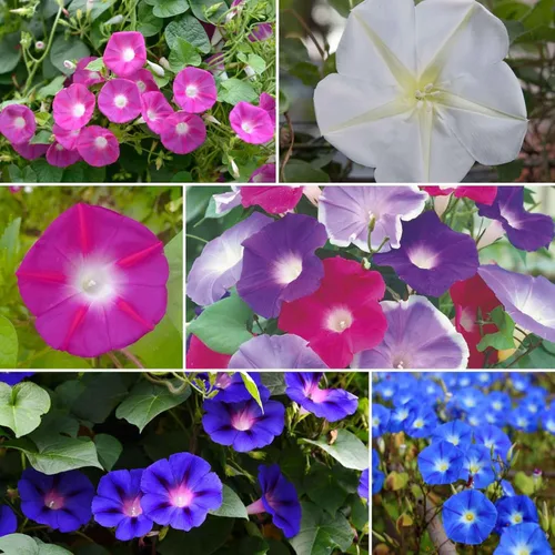 Miniatura 20 de Eden Brothers Singin the Blues - Semillas mixtas de flores silvestres para plantar, 1/4 libras, más de 120,000 semillas con lino azul, altramuces