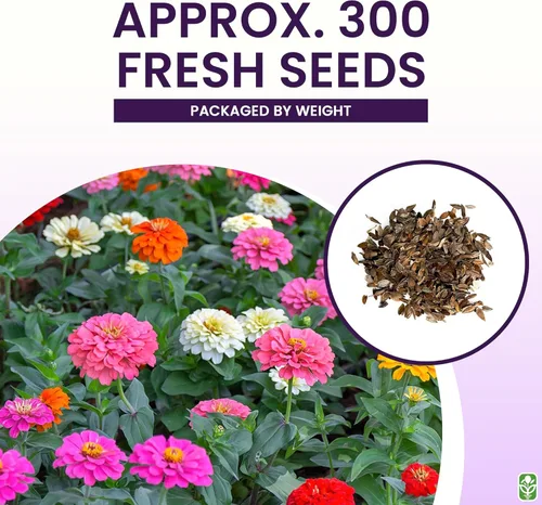 Miniatura 3 de Semillas de zinnia mixtas para plantar al aire libre - 300 semillas frescas - Flores de Zinnia cortadas y vueltas - Cultivadas en los Estados Unidos