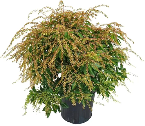 Miniatura 11 de Pieris jap. 'Compacta' (Andrómeda japonesa compacta) Evergreen, #3 - Contenedor
