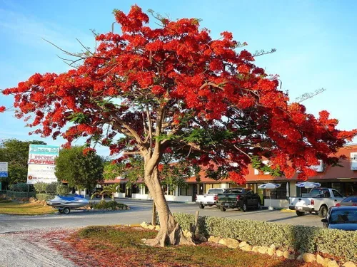 Royal Poinciana Delonix árbol flamboyano semilla exótica 20 semillas flor roja