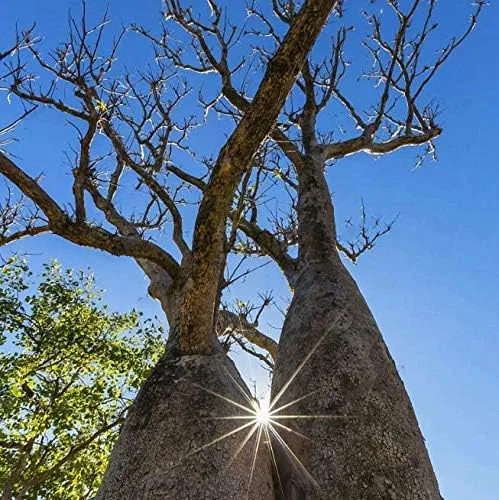 Miniatura 4 de Atfipan - 5 unidades/bolsa Adansonia Digitata Baobab Semillas de árbol de baobab raras Semillas raras de Baobab Semillas de jardín Plantas