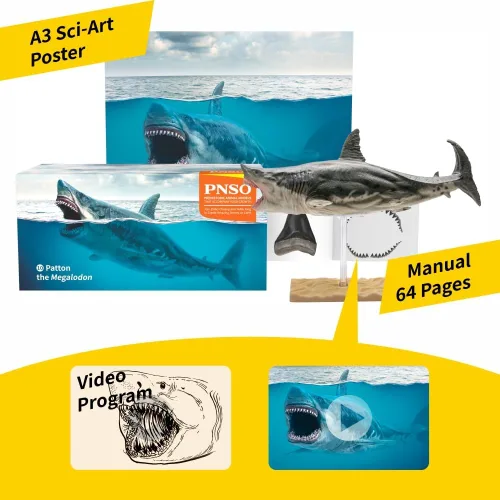 Miniatura 3 de PNSO Animal marino (Patton El Megalodon (tiburón blanco grande) 13")