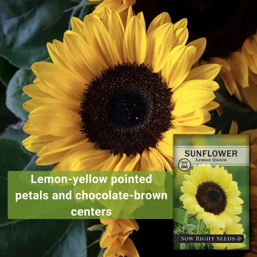 Miniatura 3 de Sow Right Seeds - Semillas de girasol Lemon Queen para plantar - Paquete de reliquia sin OMG con instrucciones para cultivar - Floraciones