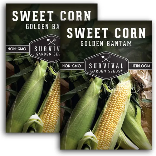 Miniatura 10 de Golden Bantam - Semilla de maíz dulce para plantar, 1 paquete con instrucciones para cultivar, cultiva maíz amarillo al aire libre en el huerto