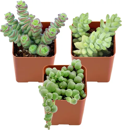 Plantas suculentas (paquete de 3 unidades), suculentas vivas totalmente enraizadas en macetas de cultivo de 5 cm, planta de interior única en maceta
