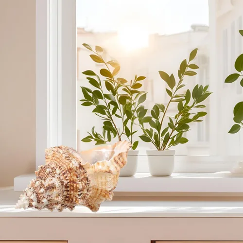 Miniatura 4 de Concha de concha natural gigante, concha de rana de 7 a 8 pulgadas, concha de mar grande para relleno de jarrón, plantas de aire, decoración