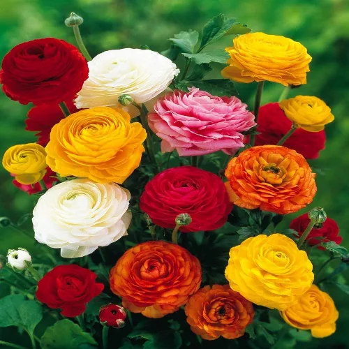Ranunculus Asiaticus en varios colores (20 unidades)