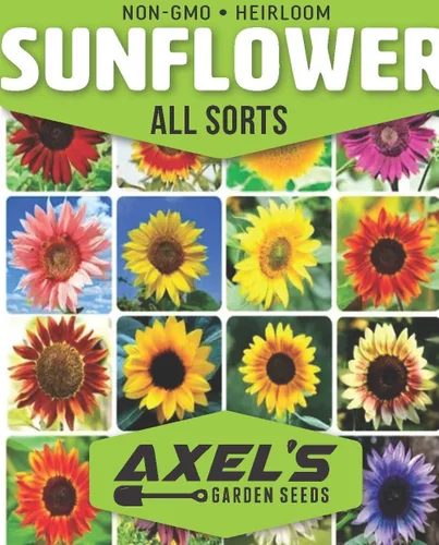 Miniatura 2 de Semillas de mezcla de girasol para plantar – Más de 100 semillas de girasol sin OMG – Plantar y cultivar jardín de flores al aire libre en casa, 2