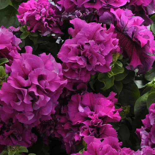 Petunia Double Cascade Burgundy ~50 Semillas – Semillas peletizadas – Grandiflora 4 pulgadas – Flores totalmente dobles – Plantas compactas de 10 –