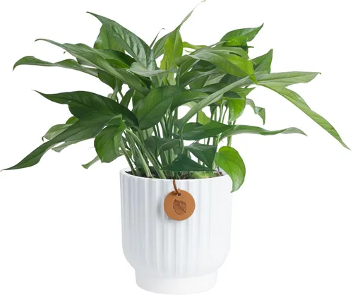 Miniatura 17 de Costa Farms - Planta de Potos
