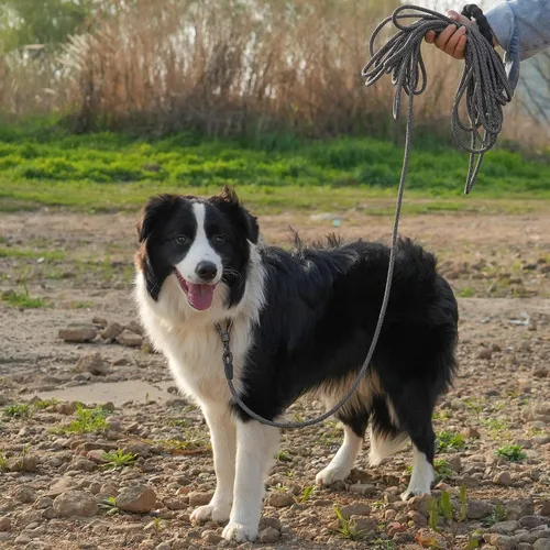 Miniatura 7 de NTR Correa Larga para Entrenamiento de Perros, Correas de Perro de 100 Pies para Perros de Razas Grandes con Gancho Giratorio Bloqueable y Mango