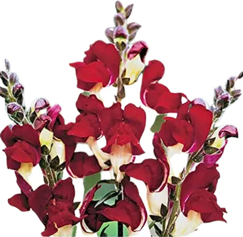 Park Seed Snap Dragon Flower Plant Seeds - Mezcla de Angelonia Serena con espigas de larga floración en azul, morado, lavanda y blanco, tolerantes