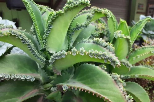 Miniatura 5 de 5 Plántulas con raíces de planta de sombrero mexicano, Kalanchoe, madre de miles-Kalanchoe Daigremontiana-Mexican Hat Live Plant