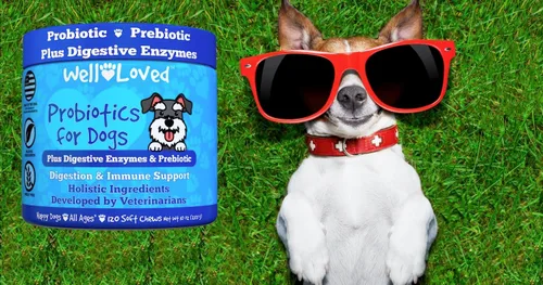 Miniatura 9 de Well Loved Probióticos para perros, probióticos para perros, fabricados en Estados Unidos, desarrollados por veterinarios para la salud intestinal
