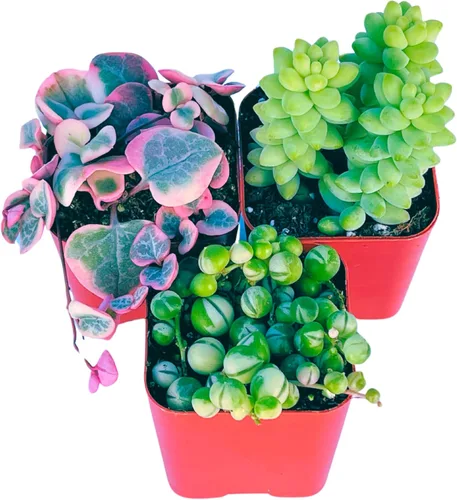 Miniatura 3 de Plantas Suculentas Vivas (Paquete de 3) Paquete Inicial de Plantas Colgantes de 2", Plantas Suculentas Vivas Completamente Enraizadas en Macetas