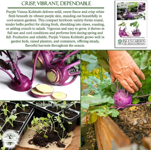 Miniatura 5 de Purple Vienna Semillas de colinabo (Brassica oleracea var. gongylodes) – Más de 300 semillas de reliquia sin OMG de Isla's Garden Seeds, bulbos