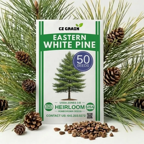 Semillas de pino blanco oriental para plantar, 50 semillas, árbol de hoja perenne Pinus strobus, árbol de privacidad de rápido crecimiento, planta