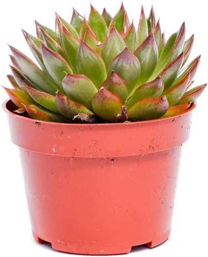 Miniatura 10 de Planta suculenta Echeveria viva – Suculenta Echeveria de 4 pulgadas totalmente arraigada (– Echeveria Borgoña Pearl)