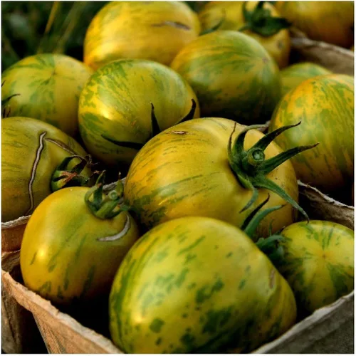 Miniatura 2 de everwilde explotaciones – Verde Zebra Heirloom semillas de tomate – Oro Vault
