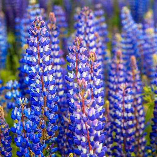 Miniatura 2 de Semillas de flor de altramuz azul, más de 200 semillas, flores silvestres fáciles de cultivar