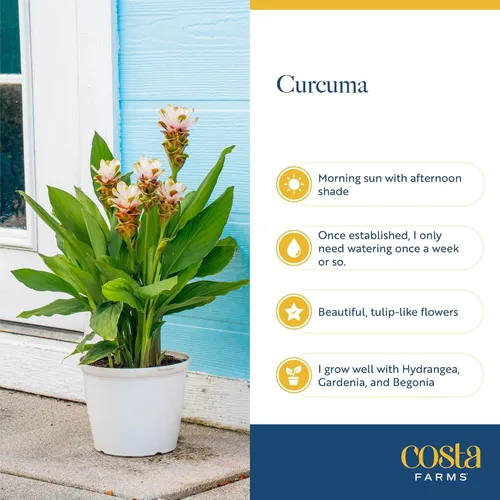 Miniatura 6 de Costa Farms Curcuma, planta viva de jengibre oculto en maceta de plástico, planta de interior con flores al aire libre, perfecta para decoración