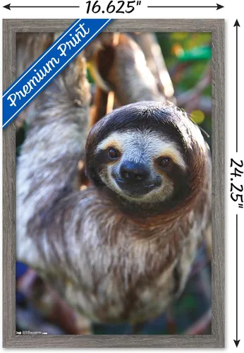 Miniatura 3 de Trends International Póster de pared de perezoso - Sonrisa, 14.725 x 22.375 pulgadas, versión enmarcada de madera de granero