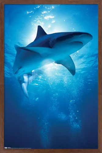 Miniatura 7 de Trends International Póster de pared de tiburón, 14.6 x 22.4 in, versión enmarcada de madera de granero