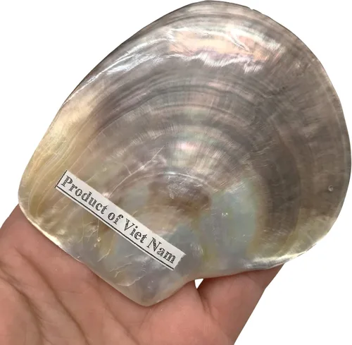 Miniatura 2 de PEPPERLONELY 4 unidades de plata perla M.O.P. Natural Pearl Oyster Sea Shells, 2-1/2 pulgadas ~ 3-3/4 pulgadas