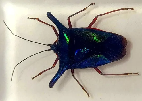Miniatura 23 de 44mm Hormiga gigante tropical real en resina de lucita transparente cristalina, espécimen preservado Pseudoneoponera Rufipes, taxidermia