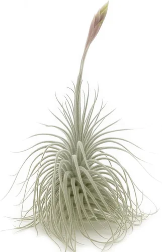 Miniatura 42 de ragnaroc Air Plants - Tillandsia Caput Medusae Floreciente, Grande 5-7" - 1ct - Llegada Viva Garantizada - Plantas de Casa para Decoración del Hogar