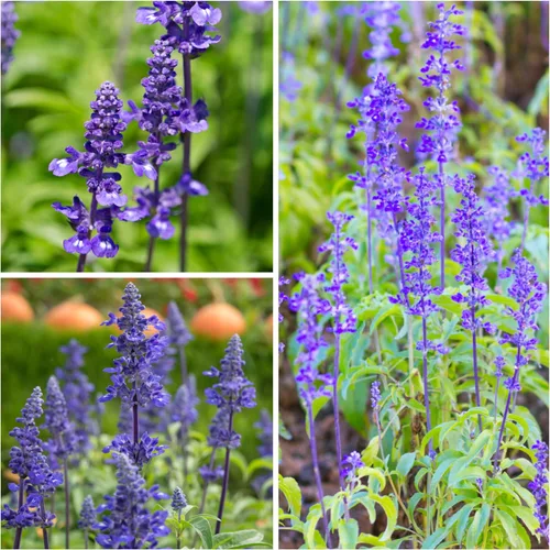 Miniatura 2 de Seed Needs Semillas de salvia azul zafiro para plantar, reliquia y salvia polinizada abierta, cultiva un jardín de mariposas con plantas con flores