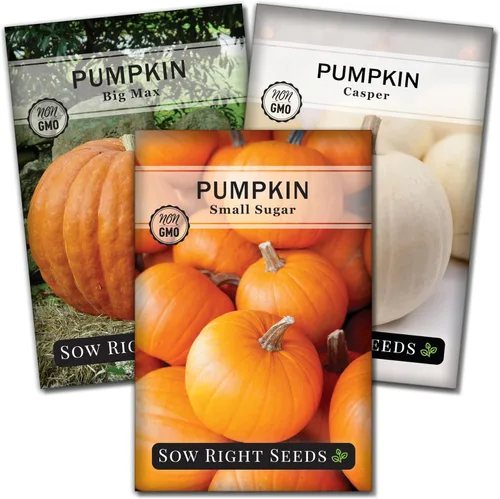 Sow Right Seeds - Colección clásica de semillas de calabaza para plantar - Azúcar pequeño, campo de Connecticut y Big Max - Paquetes de reliquia sin