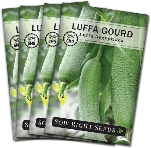 Miniatura 9 de Sow Right Seeds - Semilla de calabaza Luffa para plantar - Paquete de reliquia sin OMG con instrucciones para plantar un huerto casero - Cultiva tu