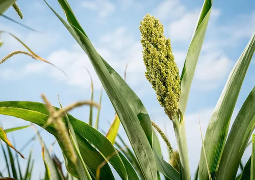 Miniatura 7 de Food to Live Sorgo de grano entero orgánico sin gluten, 1 libra - Granos blancos sin transgénicos. Semillas milo. Vegano, Escoba de maíz a granel.